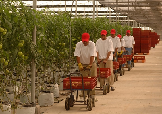 Tomato greenhouses