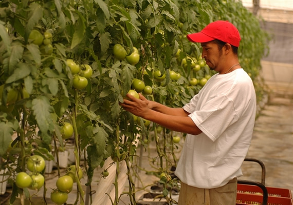 Perlita mineral para uso en horticultura 