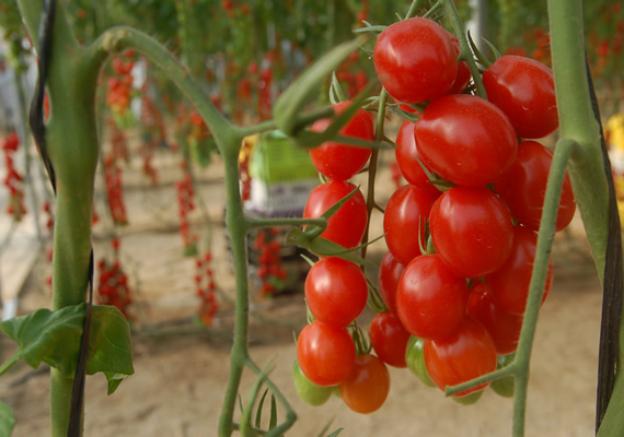 Perlita mineral para uso hortícula